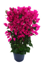 Bougainvillea Pflanze am