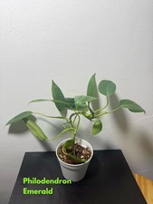 Philodendron Green Emerald