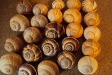 12 Weinbergschnecken Schnecken Gehäuse Bruthöhle Schnecken Buntbarsch- Cichliden