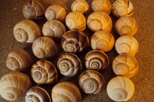 Weinbergschnecken schnecken - weinbergschnecken,