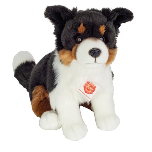 Teddy hermann border collie - teddy,