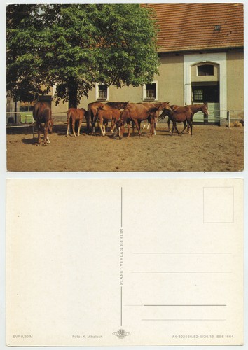 49638 pferde vor - 49638,