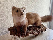 Steinmarder Präparat