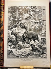 Moose Battle With Wolves 1879