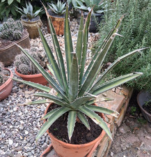 Agave lechuguilla XXL