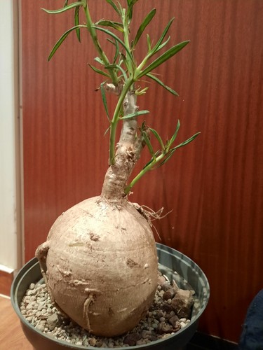 Pachypodium succulentum mit - succulentum, l