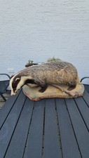Taxidermy Präparat Trophäe