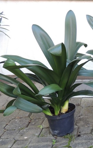 Klivie clivia - (riemenblatt),