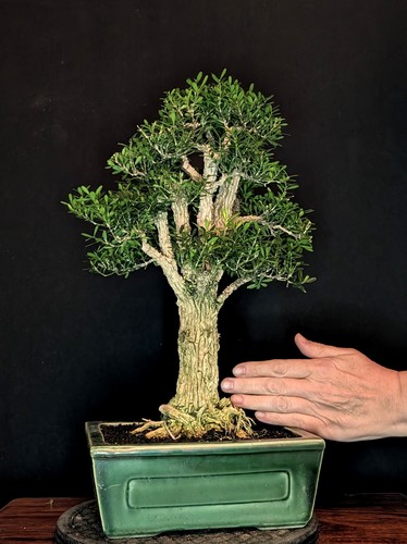 Bonsai chinesischer buchsbaum - bonsai,