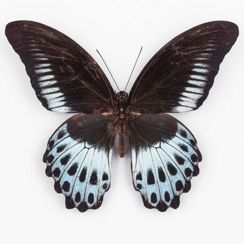 Papilio polymnestor parinda - papilio,