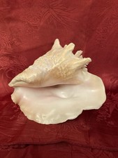 Große fechterschnecke - große,