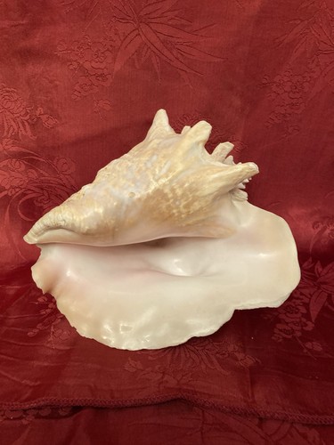 Große fechterschnecke - große,