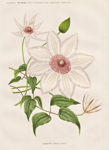 Clematis vesta waldrebe - clematis,