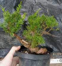 Chinesischer Wacholder Bonsai
