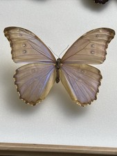 Entomologie*Morpho godarti
