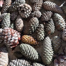 10 Pinienzapfen Kiefernzapfen