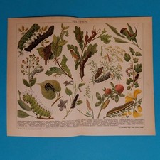 Orig.(1908) Chromolithographie Raupen Weinschwärmer Nachtpfauenauge 