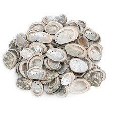 Abalone Muscheln 0,5kg