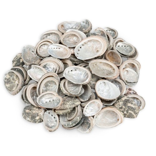 Abalone muscheln 5kg - muscheln, 0,5kg