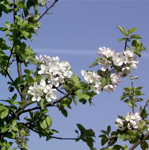 Wildapfel holzapfel - wildapfel,