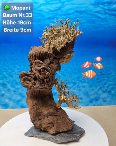 Top aquarium mopani - 🌳,