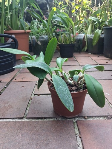 Cattleya violacea var