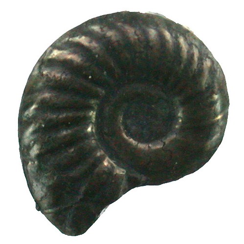 Lias polymorphites cf - ,
