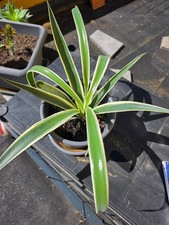 Mangave 'Snow Leopard'