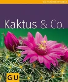 Kaktus von uhlig - co.,