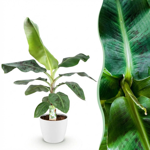 Zimmerpflanzen musa dwarf - zimmerpflanzen,
