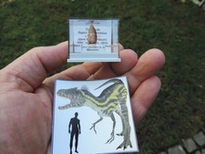 Zahn vom Raptor Deltadromeus