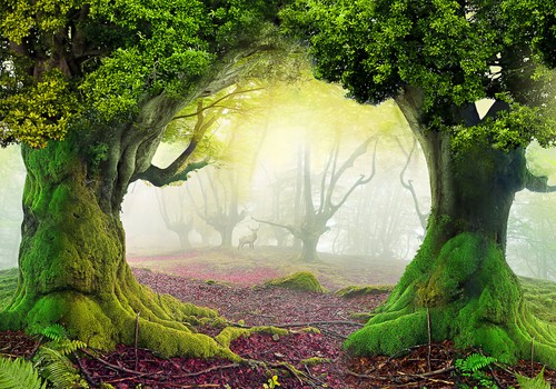 Wald natur baum - baum, herbst