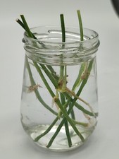 Monstera Obliqua Peru Wetstick