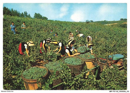 Bbpp10 0767 weinlese in - -,