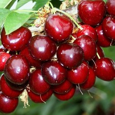 Sunburst selbstfruchtbar Süßkirsche Kirschbaum Zwergbaum Buschbaum Halbstamm