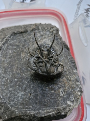 Ceratarges trilobit fossil - ceratarges, fossil.