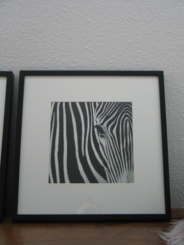 Afrika zebra black white - &,