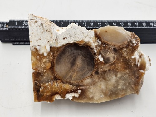 Versteinertes holz fossilien - holz,