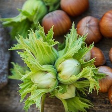 Haselnussbaum Webba Cenny