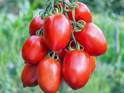 Tomatensamen - , (7+