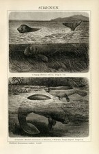 Sirenen Dugong Lamantin