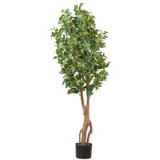 Ficus Benjamina, 160cm grün