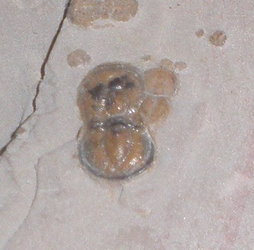 Trilobit kambrium usa - kambrium,