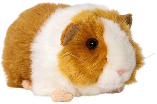 Meerschweinchen braunweiß