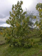 Veredelte Asimina triloba Paw