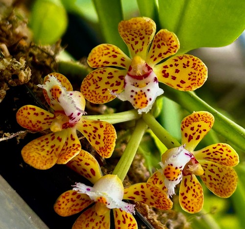 Gastrochilus species topf - gastrochilus, im
