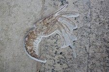 Aeger tipularius  Schwimmkrebs aus dem Plattenkalk von Eichstätt / Solnhofen