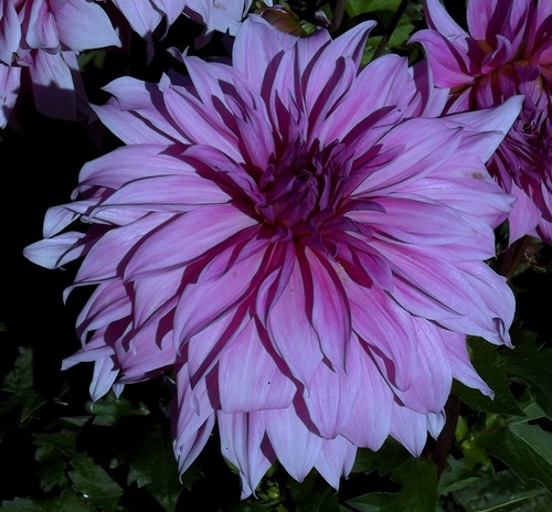 Dahlien - @,