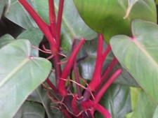Philodendron Red Emerald