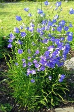 Glockenblume blau -